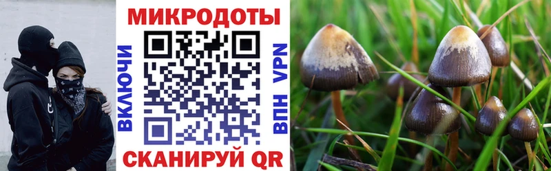 Галлюциногенные грибы Cubensis  нарко площадка какой сайт  Узловая 